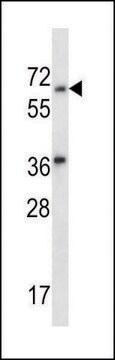 ANTI-LINGO3 (C-TERM) antibody produced in rabbit IgG fraction of antiserum, buffered aqueous solution