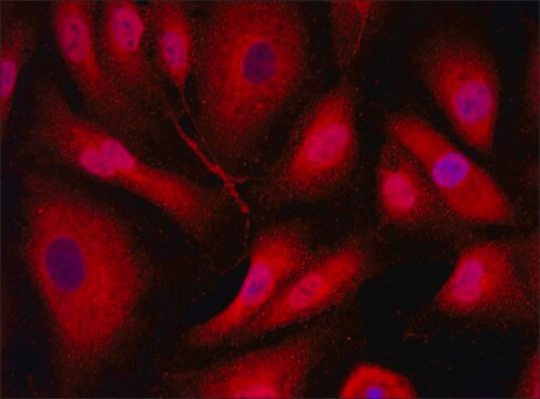 Anti-PLK2 (376-390) antibody produced in rabbit IgG fraction of antiserum, buffered aqueous solution