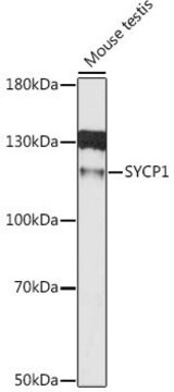 Anti-SYCP1 antibody produced in rabbit