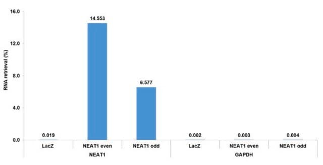 Zestaw sond lncRNA Magna &#174; NEAT1 The Magna ChIRP NEAT1 lncRNA Probe Set contains 33 predesigned 20-mer DNA oligonucleotides tiled along and complementary to the sequence of human lncRNA NEAT1.