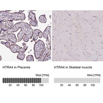 Anti-HTRA4 antibody produced in rabbit Prestige Antibodies&#174; Powered by Atlas Antibodies, affinity isolated antibody, buffered aqueous glycerol solution