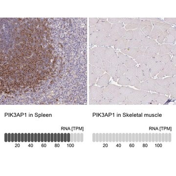 Anti-PIK3AP1 antibody produced in rabbit Prestige Antibodies&#174; Powered by Atlas Antibodies, affinity isolated antibody, buffered aqueous glycerol solution