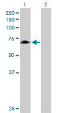 Anti-RHPN1 antibody produced in mouse purified immunoglobulin, buffered aqueous solution