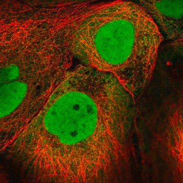 Anti-PKNOX1 antibody produced in rabbit Prestige Antibodies&#174; Powered by Atlas Antibodies, affinity isolated antibody