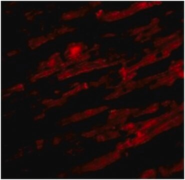 Anti-UNC93B1 Antibody from rabbit, purified by affinity chromatography