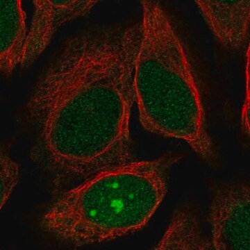 Anti-JRK antibody produced in rabbit Prestige Antibodies&#174; Powered by Atlas Antibodies, affinity isolated antibody