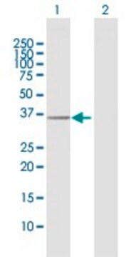 Anti-EXTL2 antibody produced in rabbit purified immunoglobulin, buffered aqueous solution