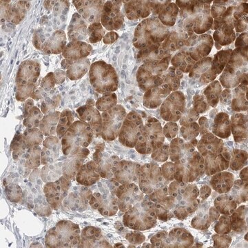 Anti-C8orf48 antibody produced in rabbit Prestige Antibodies&#174; Powered by Atlas Antibodies, affinity isolated antibody, buffered aqueous glycerol solution