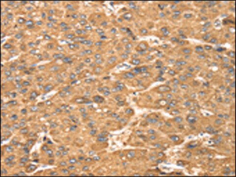 Anti-MAPK7 affinity isolated antibody