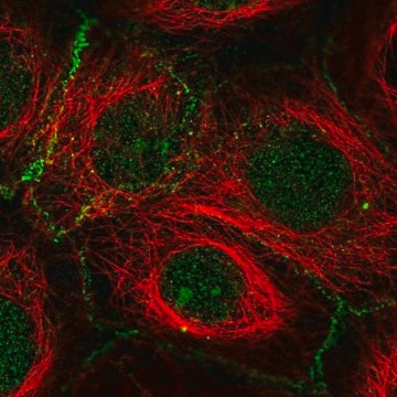 Anti-FBXL2 antibody produced in rabbit Prestige Antibodies&#174; Powered by Atlas Antibodies, affinity isolated antibody