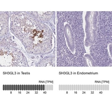 Anti-SH3GL3 antibody produced in rabbit Prestige Antibodies&#174; Powered by Atlas Antibodies, affinity isolated antibody, buffered aqueous glycerol solution