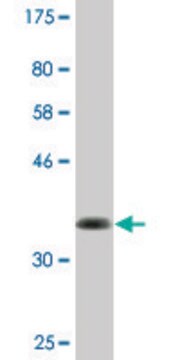 Monoclonal Anti-ABI3BP antibody produced in mouse clone 2B8, purified immunoglobulin, buffered aqueous solution