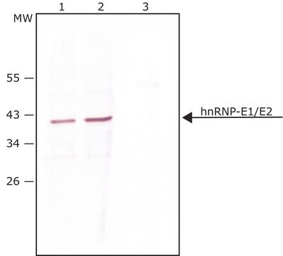 Anti-hnRNP-E1/E2 (N-terminal) antibody produced in rabbit ~1.0&#160;mg/mL, affinity isolated antibody, buffered aqueous solution