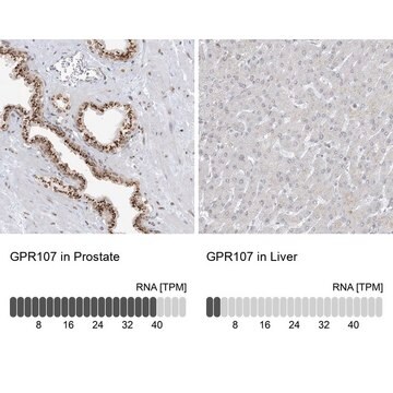 Anti-GPR107 antibody produced in rabbit Prestige Antibodies&#174; Powered by Atlas Antibodies, affinity isolated antibody, buffered aqueous glycerol solution