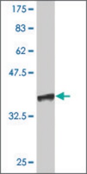 Monoclonal Anti-CFDP1 antibody produced in mouse clone 5B7, purified immunoglobulin, buffered aqueous solution