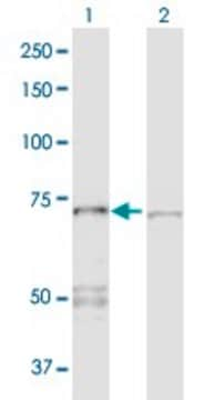 Anti-PPP2R1A antibody produced in rabbit purified immunoglobulin, buffered aqueous solution