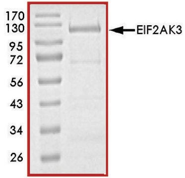 EIF2AK3 (563-1115), active, GST tagged human PRECISIO&#174; Kinase, recombinant, expressed in E. coli, &#8805;70% (SDS-PAGE), buffered aqueous glycerol solution