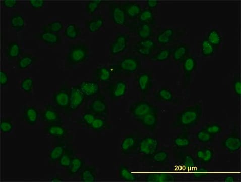 Monoclonal Anti-AKT2 antibody produced in mouse clone 1B3, purified immunoglobulin, buffered aqueous solution