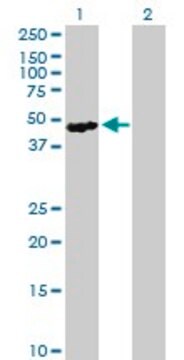 Anti-SH2D2A antibody produced in mouse purified immunoglobulin, buffered aqueous solution