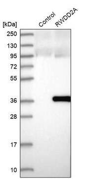 Anti-RWDD2A antibody produced in rabbit Prestige Antibodies&#174; Powered by Atlas Antibodies, affinity isolated antibody, buffered aqueous glycerol solution, ab2