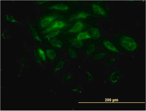 Monoclonal Anti-SYT11 antibody produced in mouse clone 4E1, purified immunoglobulin, buffered aqueous solution