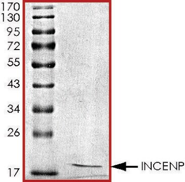 INCENP, His tagged human recombinant, expressed in baculovirus infected Sf9 cells, &#8805;70% (SDS-PAGE), buffered aqueous glycerol solution