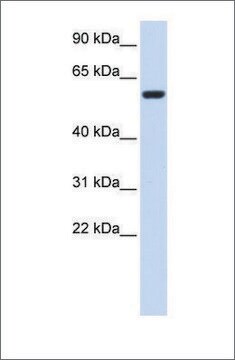 Anti-SRC antibody produced in rabbit affinity isolated antibody