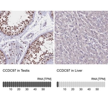 Anti-CCDC97 antibody produced in rabbit Prestige Antibodies&#174; Powered by Atlas Antibodies, affinity isolated antibody, buffered aqueous glycerol solution