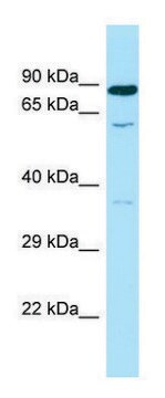 Anti-SMOX (C-terminal) antibody produced in rabbit affinity isolated antibody