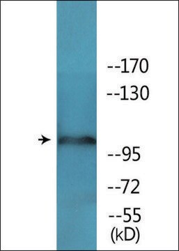 Anti-phospho-NMDAR1 (pSer897) antibody produced in rabbit affinity isolated antibody