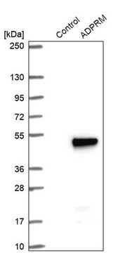 Anti-ADPRM antibody produced in rabbit Prestige Antibodies&#174; Powered by Atlas Antibodies, affinity isolated antibody, buffered aqueous glycerol solution, Ab2