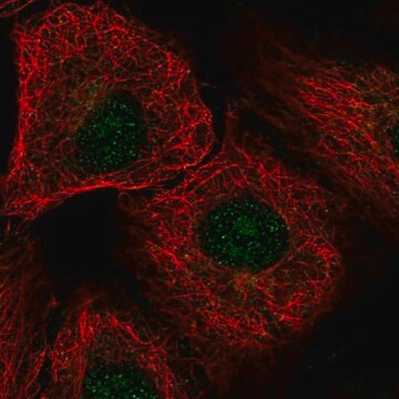 Anti-DDX54 antibody produced in rabbit Prestige Antibodies&#174; Powered by Atlas Antibodies, affinity isolated antibody