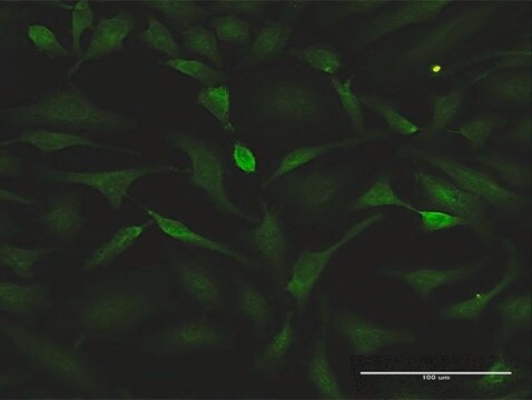 Monoclonal Anti-HSF1 antibody produced in mouse clone 1A11, purified immunoglobulin, buffered aqueous solution