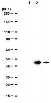 Anti-Tau, AEP-cleaved (N368) Antibody serum, from rabbit