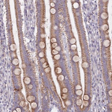 Anti-MRPS2 antibody produced in rabbit Prestige Antibodies&#174; Powered by Atlas Antibodies, affinity isolated antibody, buffered aqueous glycerol solution