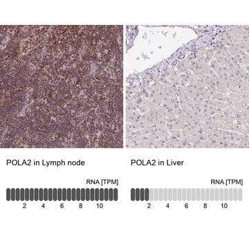 Anti-POLA2 antibody produced in rabbit Prestige Antibodies&#174; Powered by Atlas Antibodies, affinity isolated antibody, buffered aqueous glycerol solution