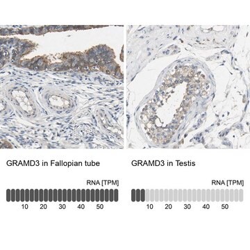 Anti-GRAMD3 antibody produced in rabbit Prestige Antibodies&#174; Powered by Atlas Antibodies, affinity isolated antibody, buffered aqueous glycerol solution