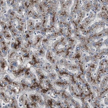 Anti-PCYT1B antibody produced in rabbit Prestige Antibodies&#174; Powered by Atlas Antibodies, affinity isolated antibody, buffered aqueous glycerol solution