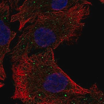 Anti-PAQR5 antibody produced in rabbit Prestige Antibodies&#174; Powered by Atlas Antibodies, affinity isolated antibody