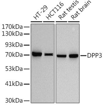 Anti-DPP3 Antibody, clone 6U3A3, Rabbit Monoclonal