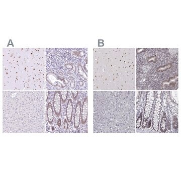 Anti-HNRNPA0 antibody produced in rabbit Prestige Antibodies&#174; Powered by Atlas Antibodies, affinity isolated antibody, buffered aqueous glycerol solution