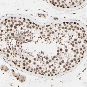 Anti-SUFU antibody produced in rabbit Prestige Antibodies&#174; Powered by Atlas Antibodies, affinity isolated antibody, buffered aqueous glycerol solution