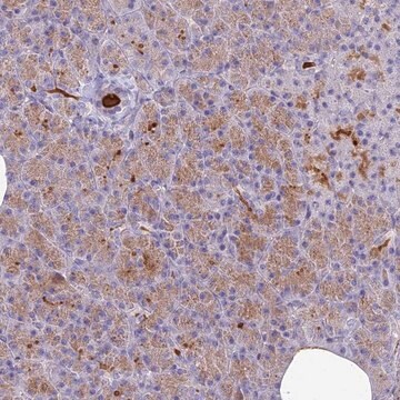 Anti-NEURL1 antibody produced in rabbit Prestige Antibodies&#174; Powered by Atlas Antibodies, affinity isolated antibody, buffered aqueous glycerol solution