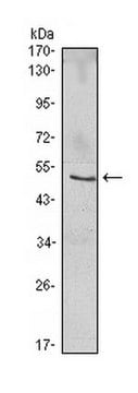 Anti-NFKBIB Antibody, clone 7B4 ascites fluid, clone 7B4, from mouse