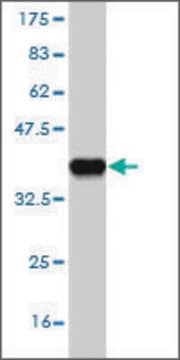 Monoclonal Anti-FBXL13 antibody produced in mouse clone 1F7, purified immunoglobulin, buffered aqueous solution