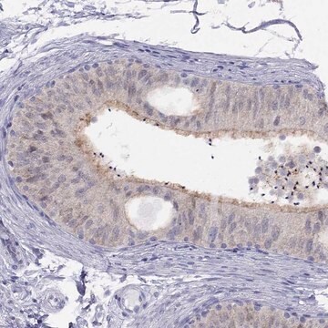 Anti-CITED1 antibody produced in rabbit Prestige Antibodies&#174; Powered by Atlas Antibodies, affinity isolated antibody