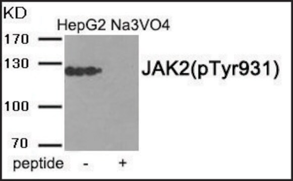 Anti-phospho-JAK2 (pTyr931) antibody produced in rabbit affinity isolated antibody