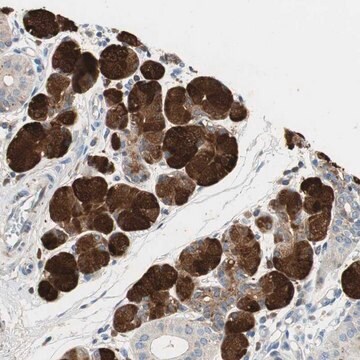 Anti-CCM2L antibody produced in rabbit Prestige Antibodies&#174; Powered by Atlas Antibodies, affinity isolated antibody, buffered aqueous glycerol solution