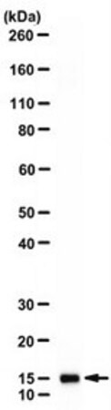 M-MLV Reverse Transcriptase Moloney Murine Leukemia Virus enzyme buffer for  cDNA synthesis 9068-38-6