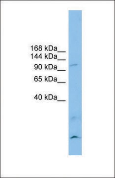 Anti-CLSTN3, (N-terminal) antibody produced in rabbit affinity isolated antibody